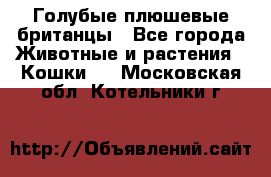 Голубые плюшевые британцы - Все города Животные и растения » Кошки   . Московская обл.,Котельники г.